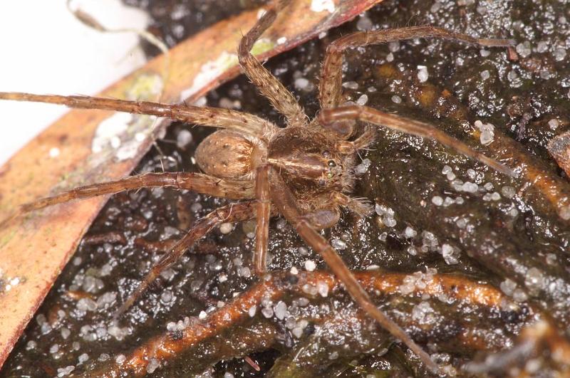 Dolomedes_ZZXYX_D7943_Z_88_North Stradbroke island_Australie.jpg